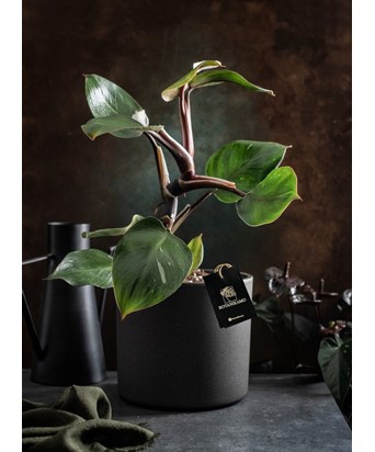 Philodendron White Princess (Albino Özel Tür)